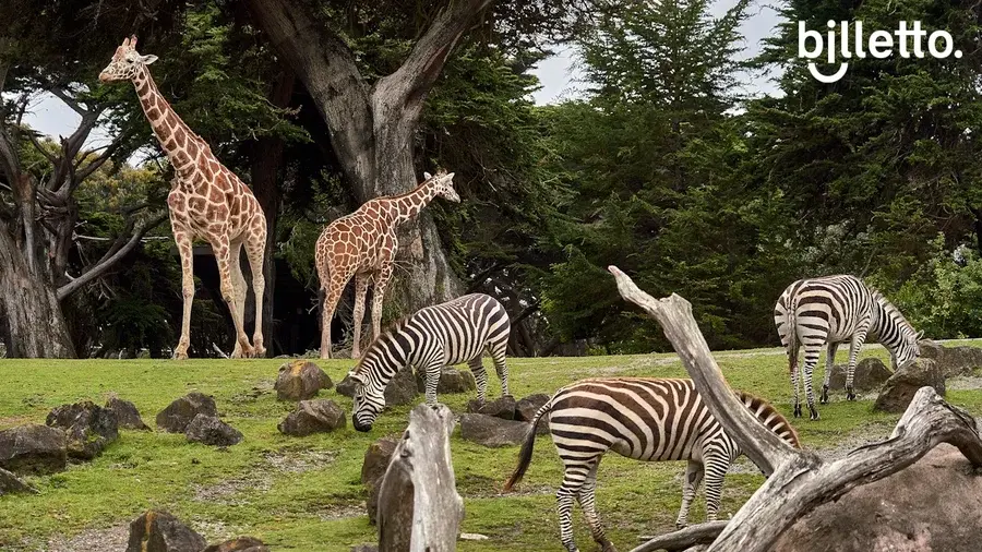 Odense Zoo